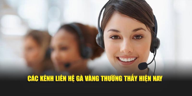 Các kênh liên hệ Gà Vàng thường thấy hiện nay